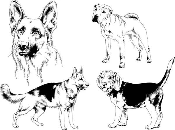 ベクターの絵は手描きでインクで描いた血統の犬や猫 背景のないもの — ストックベクタ