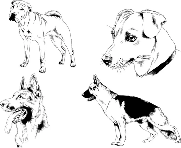 ベクターの絵は手描きでインクで描いた血統の犬や猫 背景のないもの — ストックベクタ