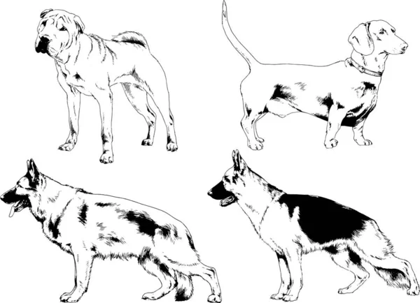 Vektor Rajzok Vázlatok Törzskönyv Kutyák Macskák Rajzolt Tinta Kézzel Tárgyak — Stock Vector