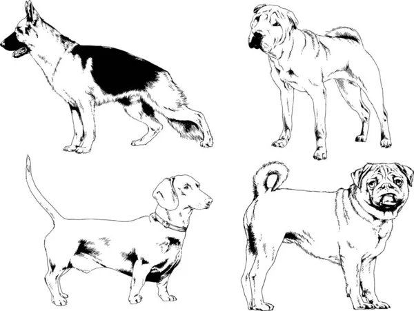 Desenhos Vetoriais Esboços Pedigree Cães Gatos Desenhados Tinta Mão Objetos —  Vetores de Stock