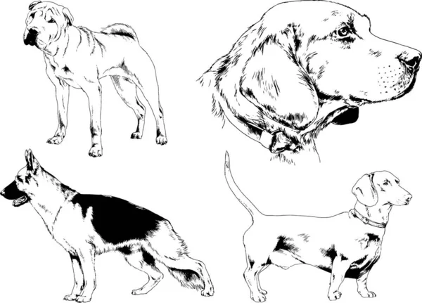 Dessins Vectoriels Croquis Pedigree Chiens Chats Dessinés Encre Main Objets — Image vectorielle