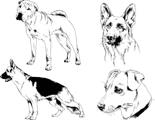 ベクターの絵は手描きでインクで描いた血統の犬や猫 背景のないもの — ストックベクタ