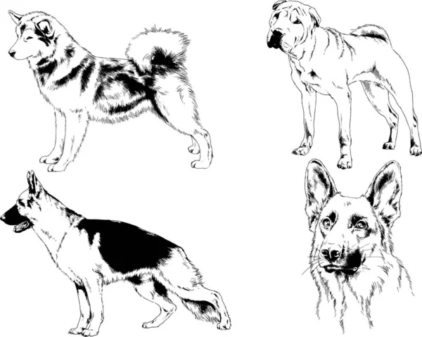 Dessins Vectoriels Croquis Pedigree Chiens Chats Dessinés Encre Main Objets — Image vectorielle