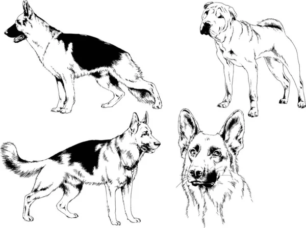 Desenhos Vetoriais Esboços Pedigree Cães Gatos Desenhados Tinta Mão Objetos —  Vetores de Stock