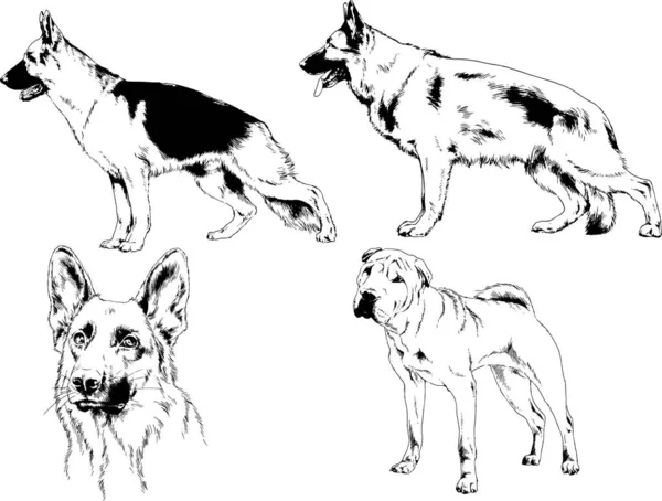 ベクターの絵は手描きでインクで描いた血統の犬や猫 背景のないもの — ストックベクタ