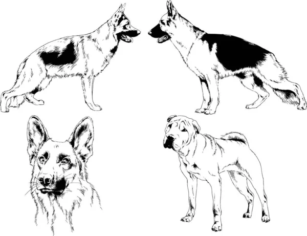 Desenhos Vetoriais Esboços Pedigree Cães Gatos Desenhados Tinta Mão Objetos — Vetor de Stock