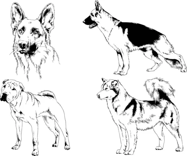 Desenhos Vetoriais Esboços Pedigree Cães Gatos Desenhados Tinta Mão Objetos —  Vetores de Stock