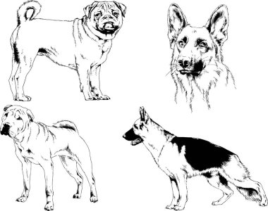 Vektör çizimleri, arka planı olmayan nesneler, mürekkeple çizilmiş soylu köpek ve kedileri çizer.
