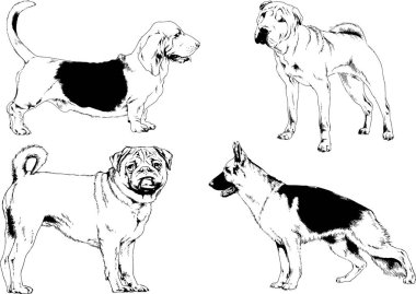 Vektör çizimleri, arka planı olmayan nesneler, mürekkeple çizilmiş soylu köpek ve kedileri çizer.