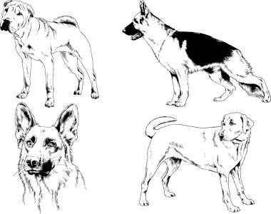 Vektör çizimleri, arka planı olmayan nesneler, mürekkeple çizilmiş soylu köpek ve kedileri çizer.