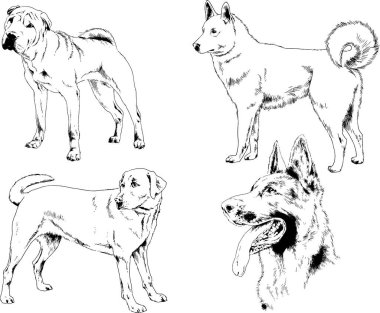 Vektör çizimleri, arka planı olmayan nesneler, mürekkeple çizilmiş soylu köpek ve kedileri çizer.