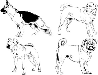 Vektör çizimleri, arka planı olmayan nesneler, mürekkeple çizilmiş soylu köpek ve kedileri çizer.