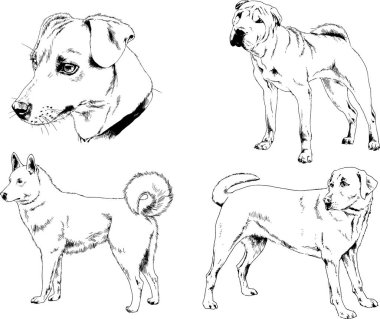 Vektör çizimleri, arka planı olmayan nesneler, mürekkeple çizilmiş soylu köpek ve kedileri çizer.