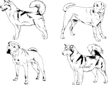 Vektör çizimleri, arka planı olmayan nesneler, mürekkeple çizilmiş soylu köpek ve kedileri çizer.