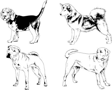 Vektör çizimleri, arka planı olmayan nesneler, mürekkeple çizilmiş soylu köpek ve kedileri çizer.