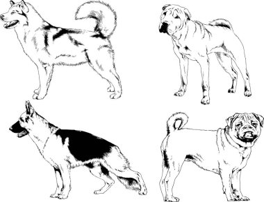 Vektör çizimleri, arka planı olmayan nesneler, mürekkeple çizilmiş soylu köpek ve kedileri çizer.