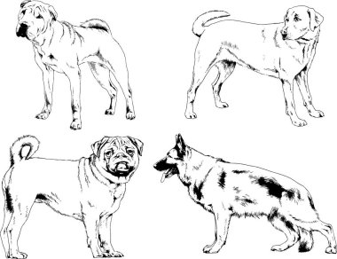 Vektör çizimleri, arka planı olmayan nesneler, mürekkeple çizilmiş soylu köpek ve kedileri çizer.