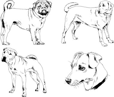 Vektör çizimleri, arka planı olmayan nesneler, mürekkeple çizilmiş soylu köpek ve kedileri çizer.