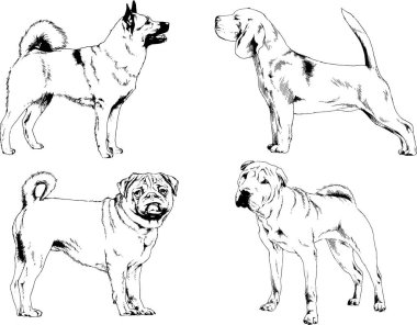 Vektör çizimleri, arka planı olmayan nesneler, mürekkeple çizilmiş soylu köpek ve kedileri çizer.