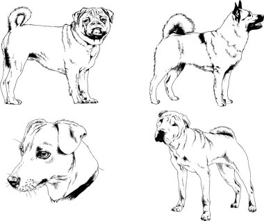 Vektör çizimleri, arka planı olmayan nesneler, mürekkeple çizilmiş soylu köpek ve kedileri çizer.
