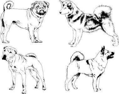 Vektör çizimleri, arka planı olmayan nesneler, mürekkeple çizilmiş soylu köpek ve kedileri çizer.