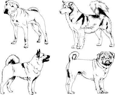 Vektör çizimleri, arka planı olmayan nesneler, mürekkeple çizilmiş soylu köpek ve kedileri çizer.