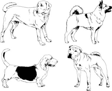 Vektör çizimleri, arka planı olmayan nesneler, mürekkeple çizilmiş soylu köpek ve kedileri çizer.