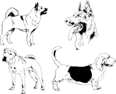 Vektör çizimleri, arka planı olmayan nesneler, mürekkeple çizilmiş soylu köpek ve kedileri çizer.