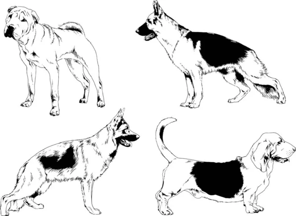 Σχέδια Διάνυσμα Pedigree Σκίτσα Σκυλιά Και Γάτες Που Μελάνι Χέρι — Διανυσματικό Αρχείο