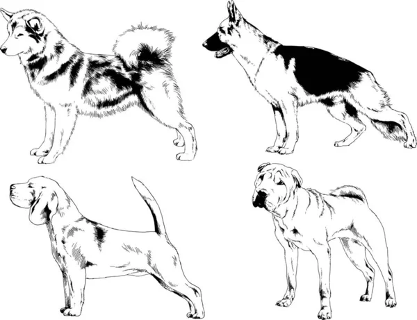 Desenhos Vetoriais Esboços Pedigree Cães Gatos Desenhados Tinta Mão Objetos —  Vetores de Stock