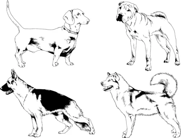 Dessins Vectoriels Croquis Pedigree Chiens Chats Dessinés Encre Main Objets — Image vectorielle