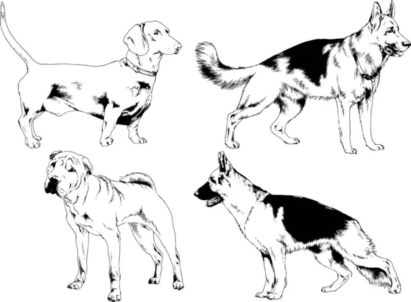 Dessins Vectoriels Croquis Pedigree Chiens Chats Dessinés Encre Main Objets — Image vectorielle