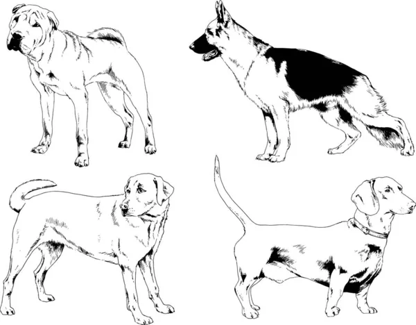 Rysunki Wektorowe Szkice Rodowód Psy Koty Narysowane Atramentem Ręcznie Obiekty — Wektor stockowy