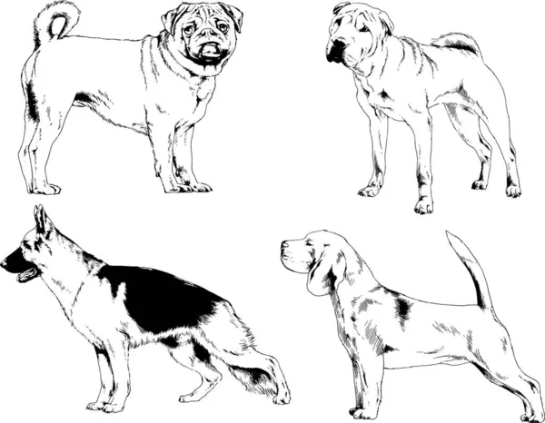 Dibujos Vectoriales Bocetos Pedigrí Perros Gatos Dibujados Tinta Mano Objetos — Archivo Imágenes Vectoriales