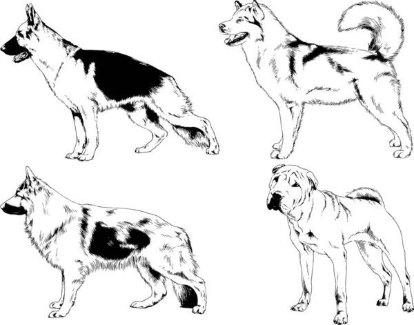 ベクターの絵は手描きでインクで描いた血統の犬や猫 背景のないもの — ストックベクタ