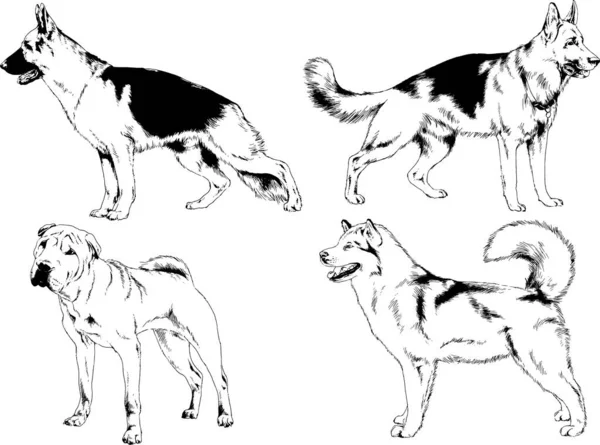 Gambar Vektor Sketsa Silsilah Anjing Dan Kucing Digambar Dengan Tinta - Stok Vektor