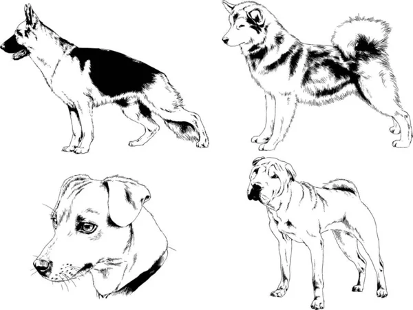 Desenhos Vetoriais Esboços Pedigree Cães Gatos Desenhados Tinta Mão Objetos — Vetor de Stock