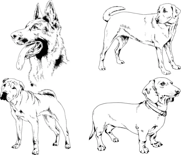 ベクターの絵は手描きでインクで描いた血統の犬や猫 背景のないもの — ストックベクタ