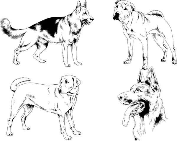 Desenhos Vetoriais Esboços Pedigree Cães Gatos Desenhados Tinta Mão Objetos —  Vetores de Stock