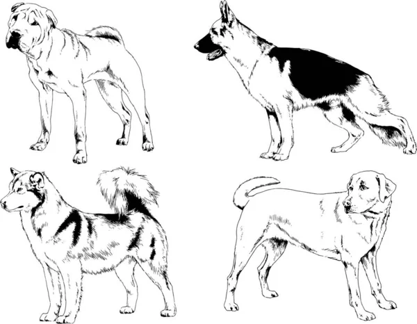 Dessins Vectoriels Croquis Pedigree Chiens Chats Dessinés Encre Main Objets — Image vectorielle