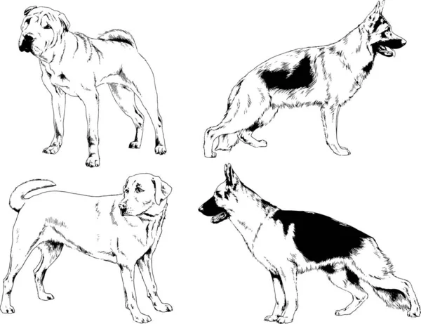Rysunki Wektorowe Szkice Rodowód Psy Koty Narysowane Atramentem Ręcznie Obiekty — Wektor stockowy