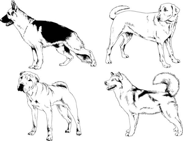 Dessins Vectoriels Croquis Pedigree Chiens Chats Dessinés Encre Main Objets — Image vectorielle