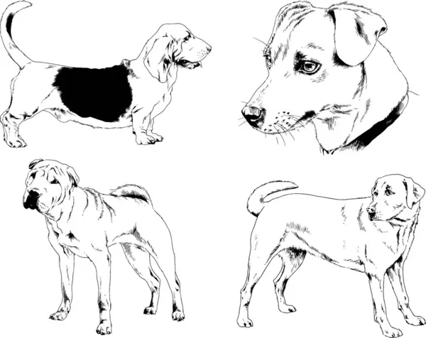 Dessins Vectoriels Croquis Pedigree Chiens Chats Dessinés Encre Main Objets — Image vectorielle