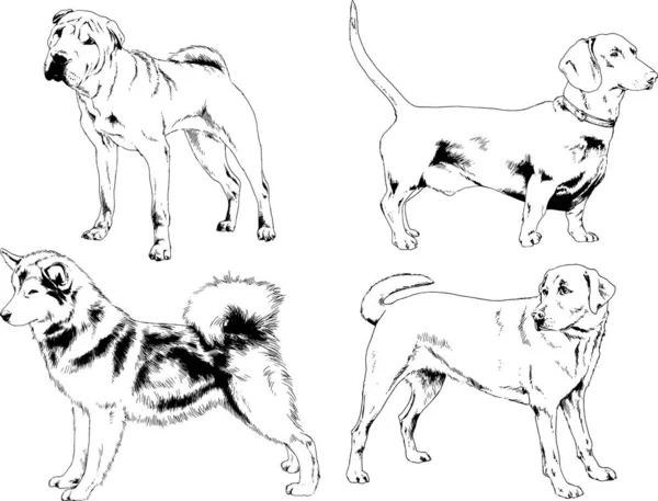 Desenhos Vetoriais Esboços Pedigree Cães Gatos Desenhados Tinta Mão Objetos —  Vetores de Stock