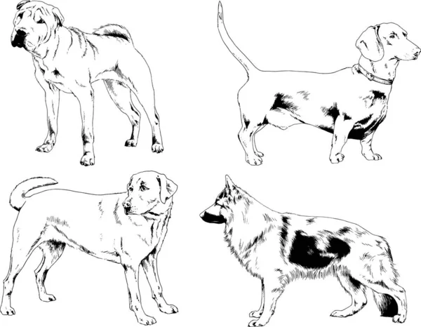 Disegni Vettoriali Schizzi Pedigree Cani Gatti Disegnati Mano Con Inchiostro — Vettoriale Stock