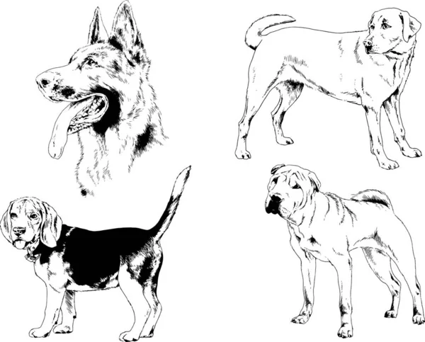 Vektorzeichnungen Skizzen Stammbaum Hunde Und Katzen Mit Tusche Von Hand — Stockvektor