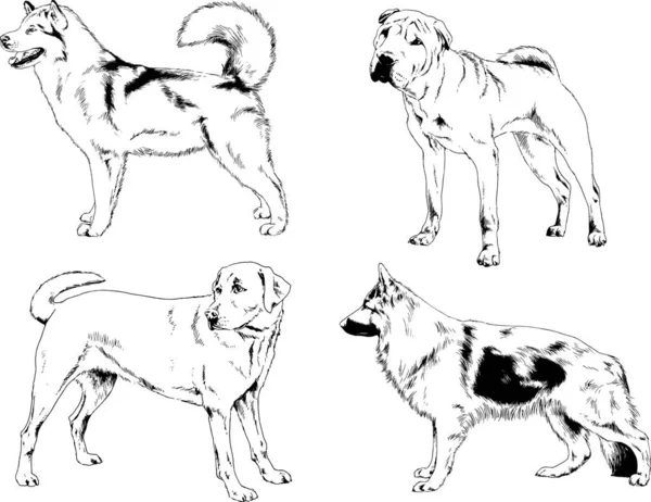 Desenhos Vetoriais Esboços Pedigree Cães Gatos Desenhados Tinta Mão Objetos — Vetor de Stock