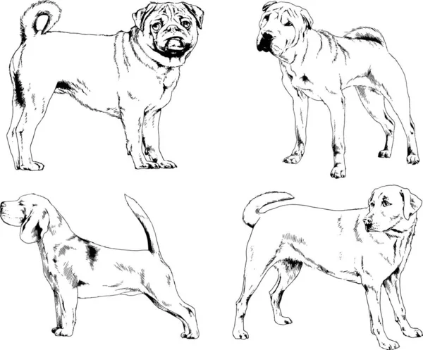 Dibujos Vectoriales Bocetos Pedigrí Perros Gatos Dibujados Tinta Mano Objetos — Archivo Imágenes Vectoriales