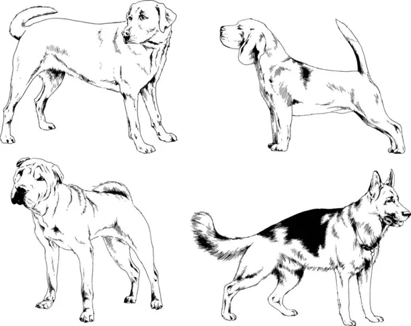 Dibujos Vectoriales Bocetos Pedigrí Perros Gatos Dibujados Tinta Mano Objetos — Archivo Imágenes Vectoriales