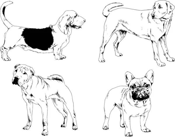 Vector Drawings Sketches Pedigree Dogs Cats Drawn Ink Hand Objects — Stock Vector